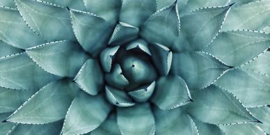 Top view of a succulent in bloom